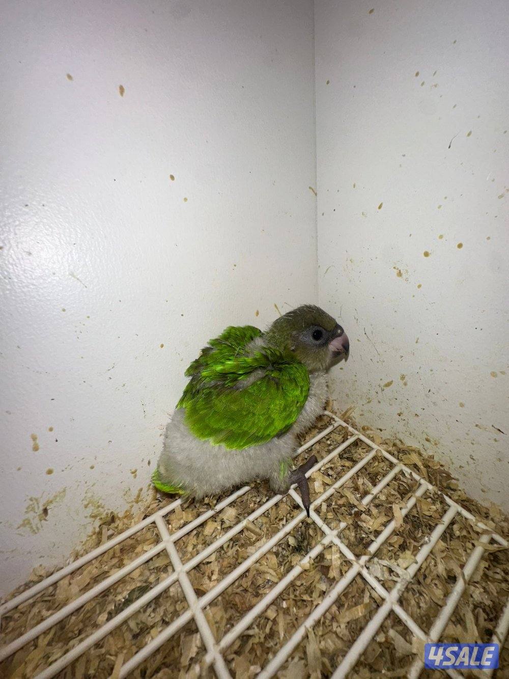 للبيع فروخ سنغالي شرط الصحة و النظافه1