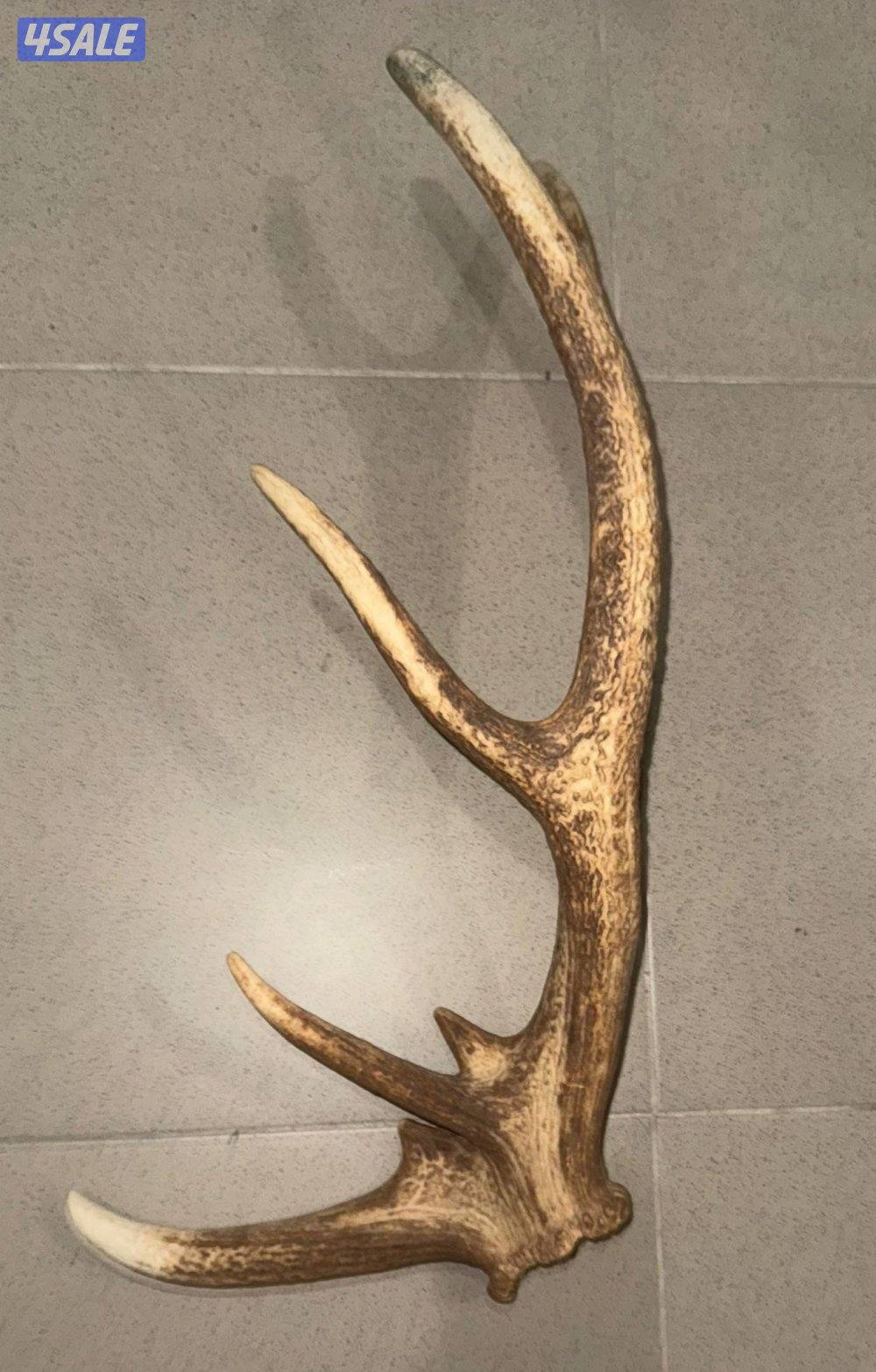 قرن وعل Dear Horn0