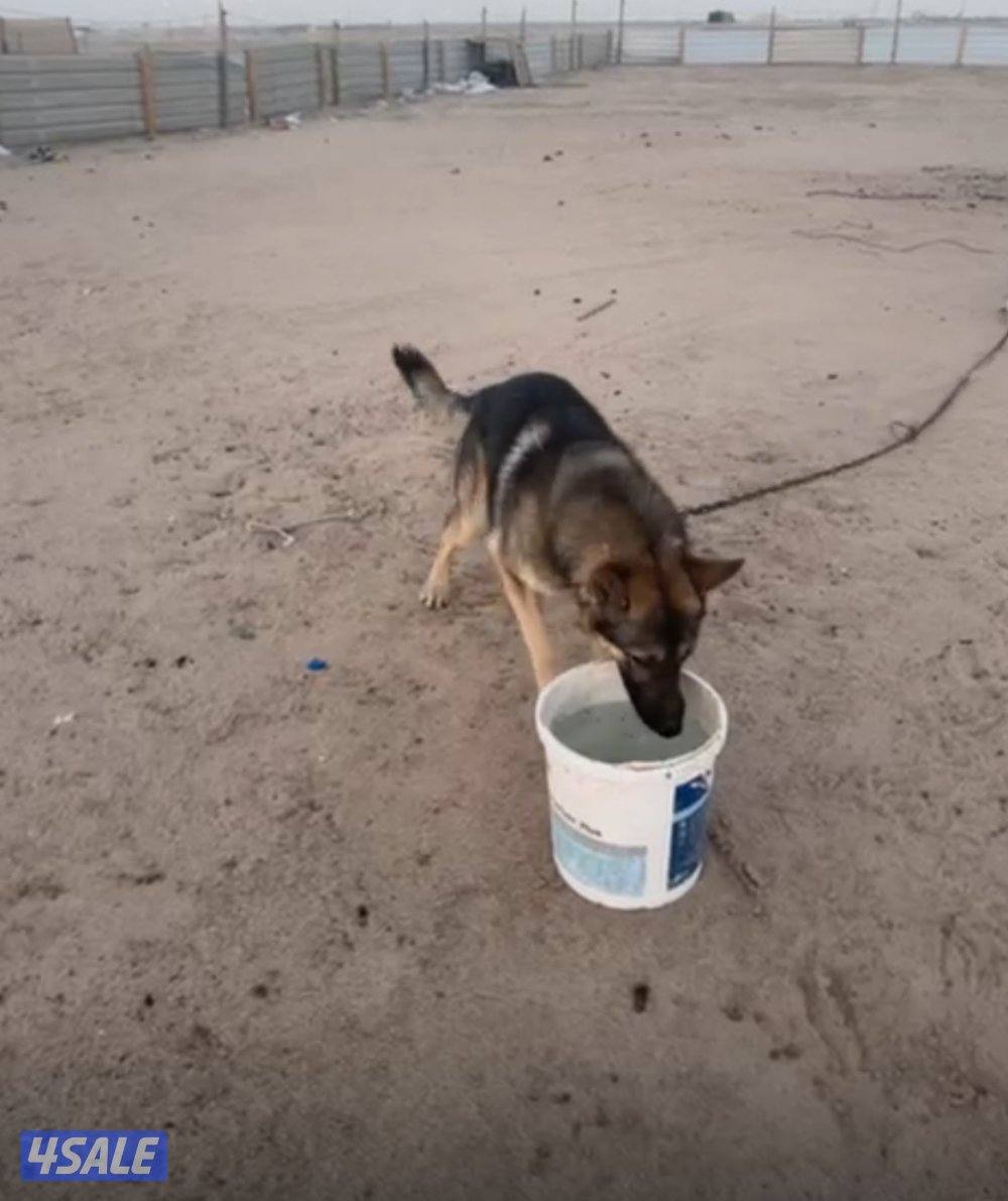 للبيع افحل رواته ونثيه مستوى0