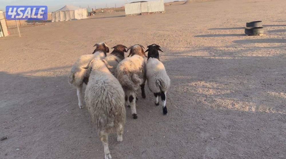 الارتال السالمي0