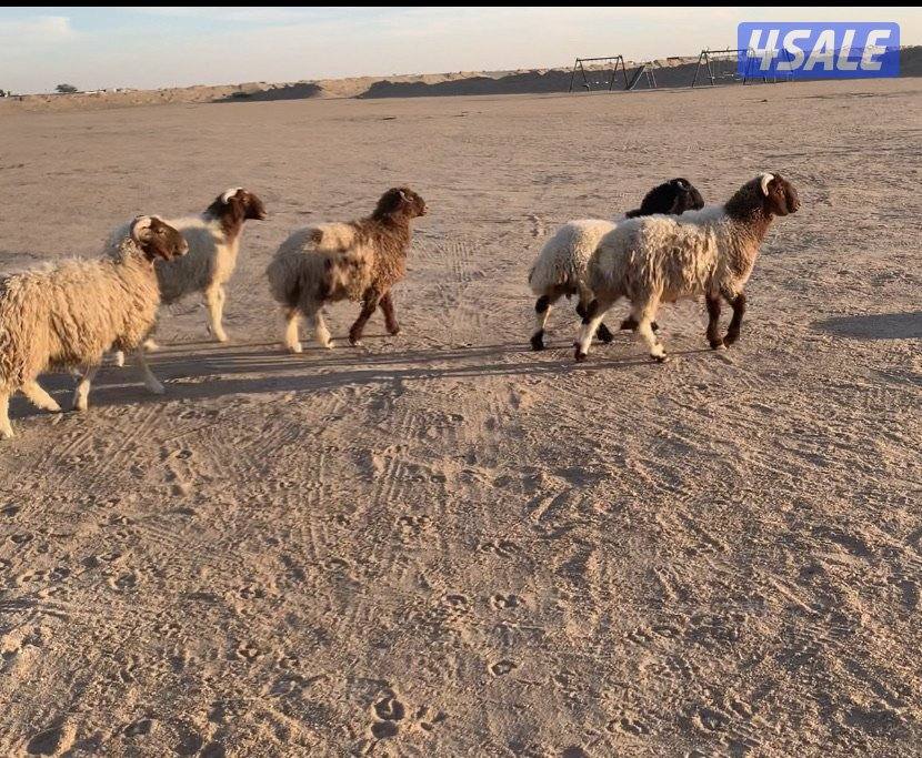 الارتال السالمي1