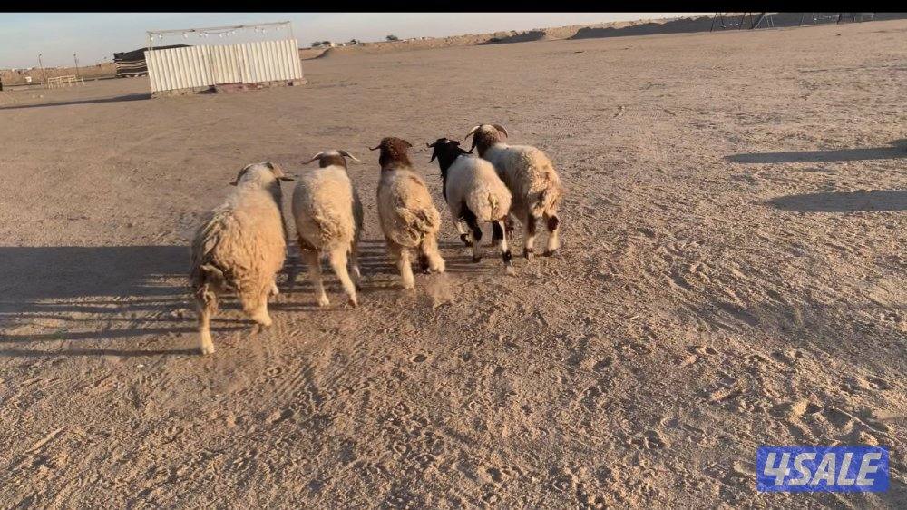 الارتال السالمي2