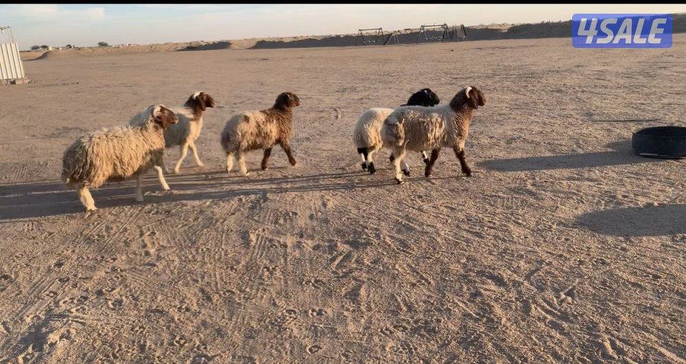 الارتال السالمي3