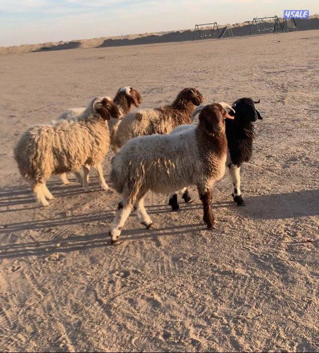 الارتال السالمي4