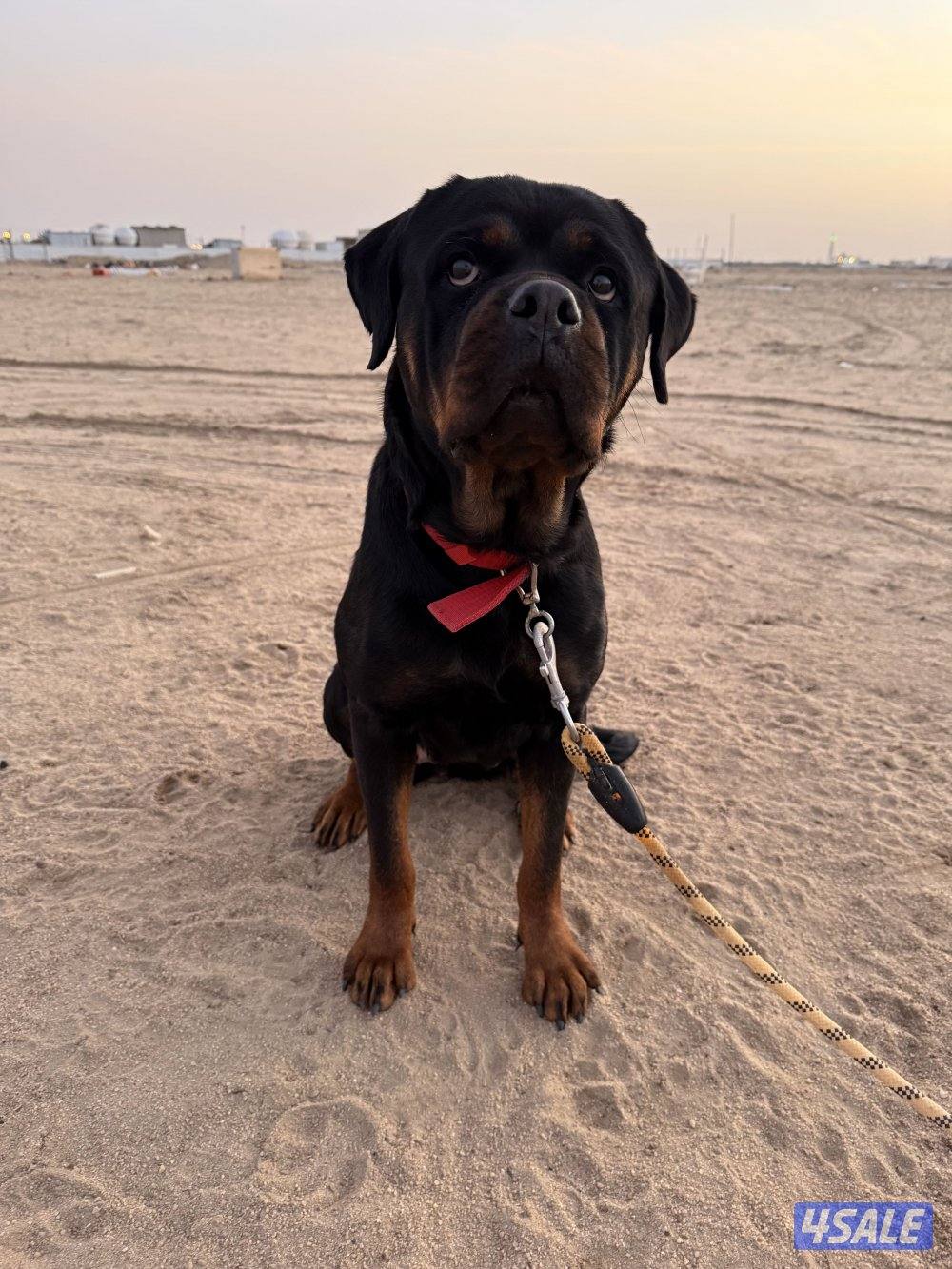 للبيع افحل رواته ونثيه مستوى1