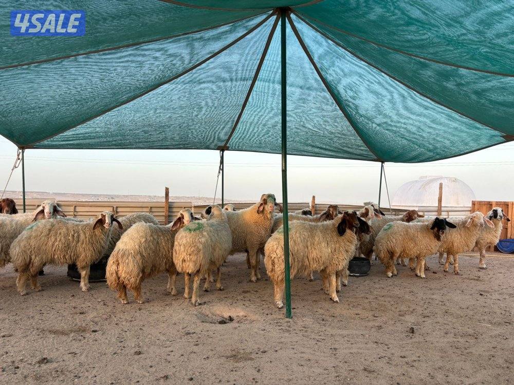 للبيع غنم عواس مضاريع0