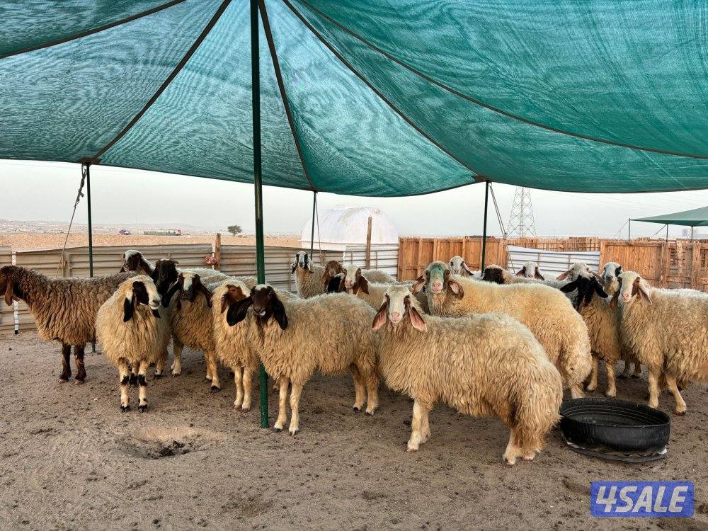 للبيع غنم عواس مضاريع1