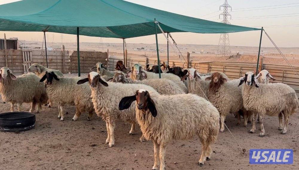 للبيع غنم عواس مضاريع4