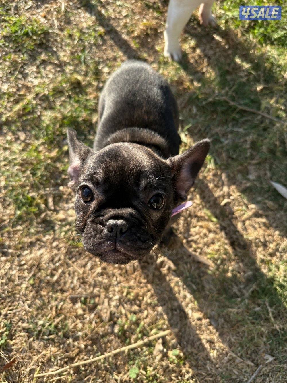 فرنش بولدوق0