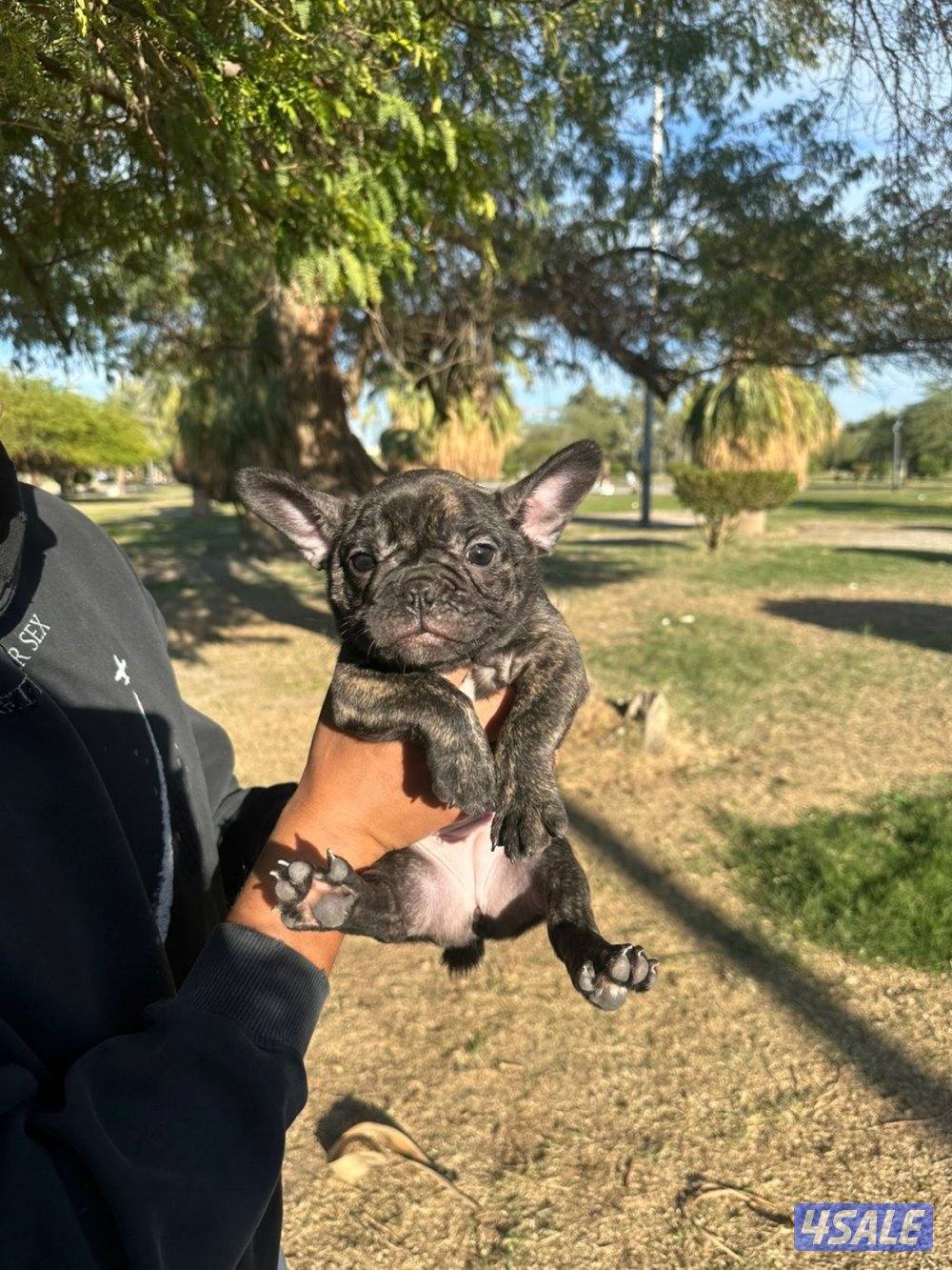 فرنش بولدوق1