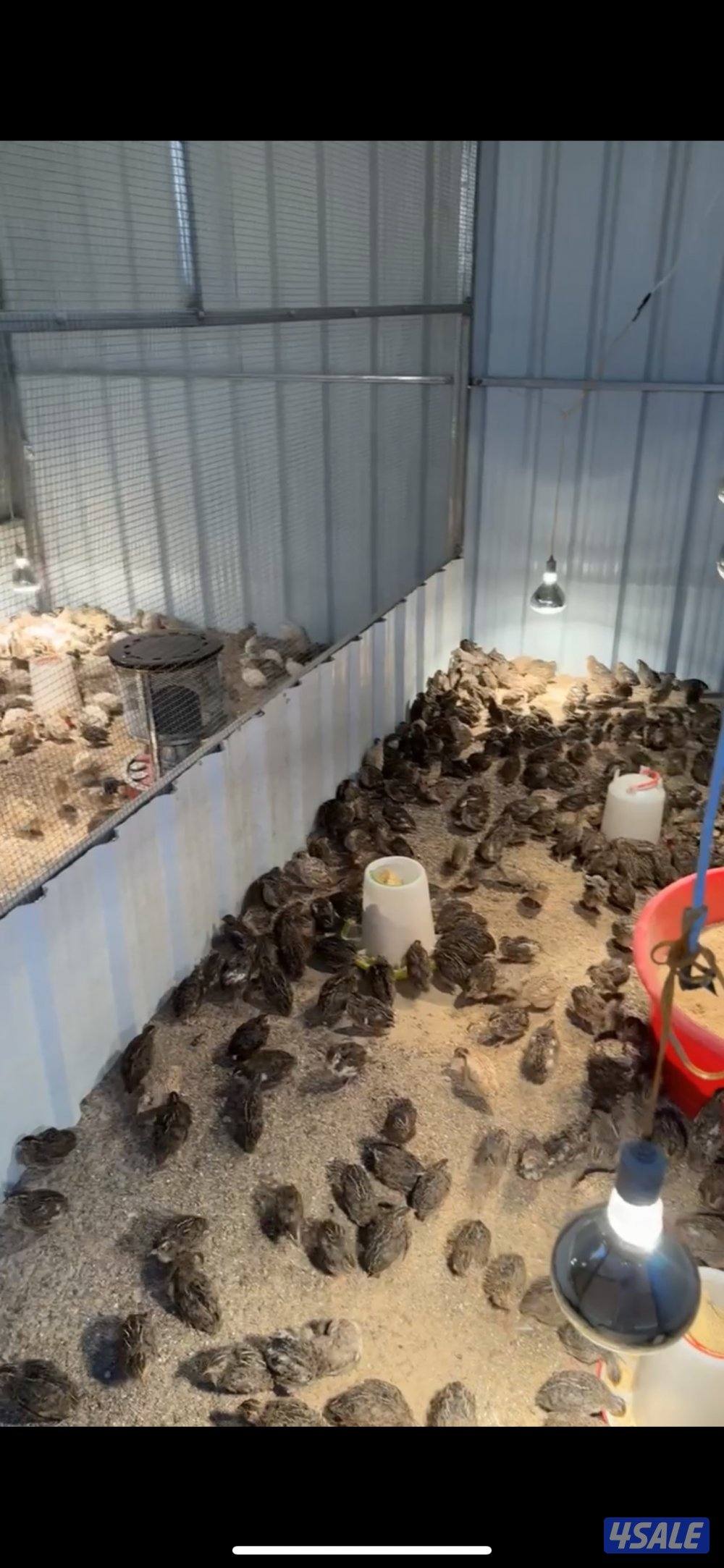 فري شرط من غير تطيعم0