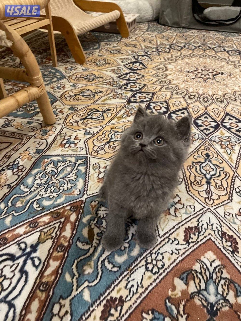 كتن ذكور سكوتش سلفر1