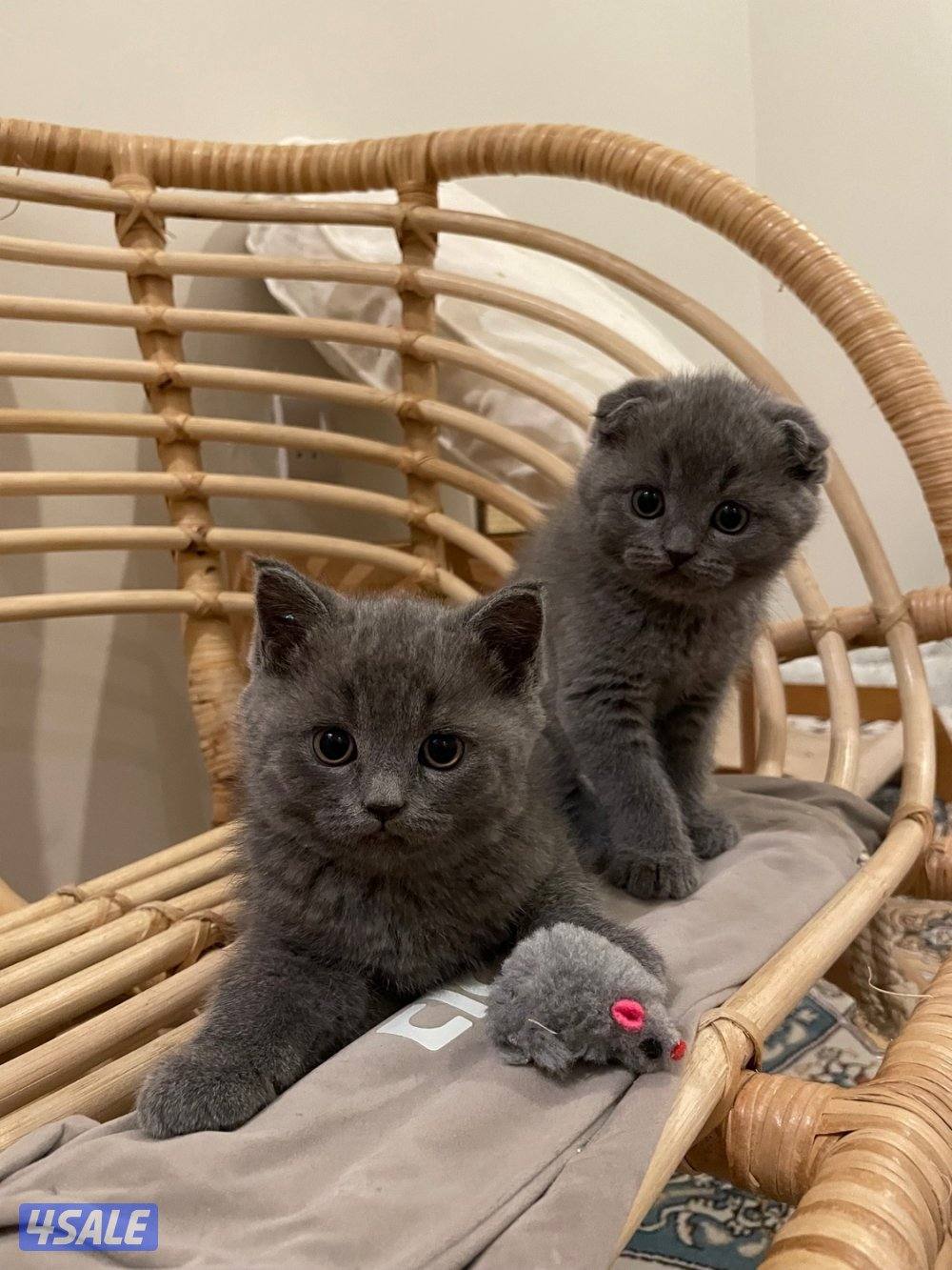 كتن ذكور سكوتش سلفر0