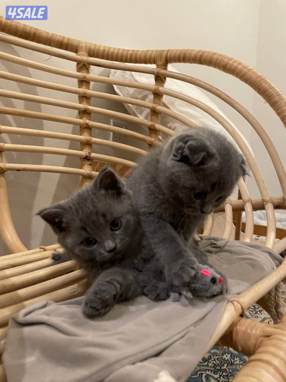 كتن ذكور سكوتش سلفر3