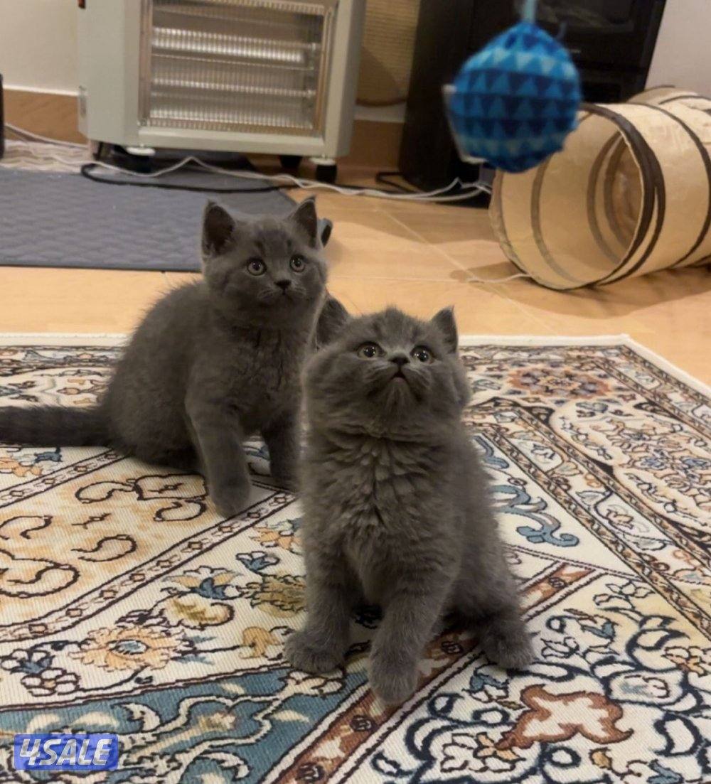 كتن ذكور سكوتش سلفر4