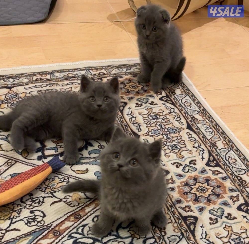 كتن ذكور سكوتش سلفر5