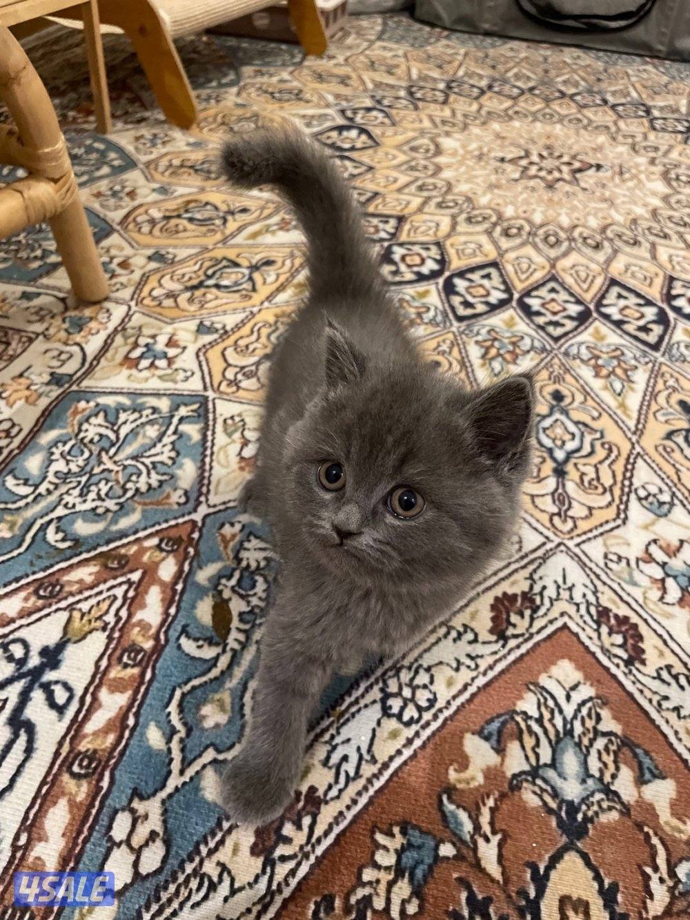 كتن ذكور سكوتش سلفر6