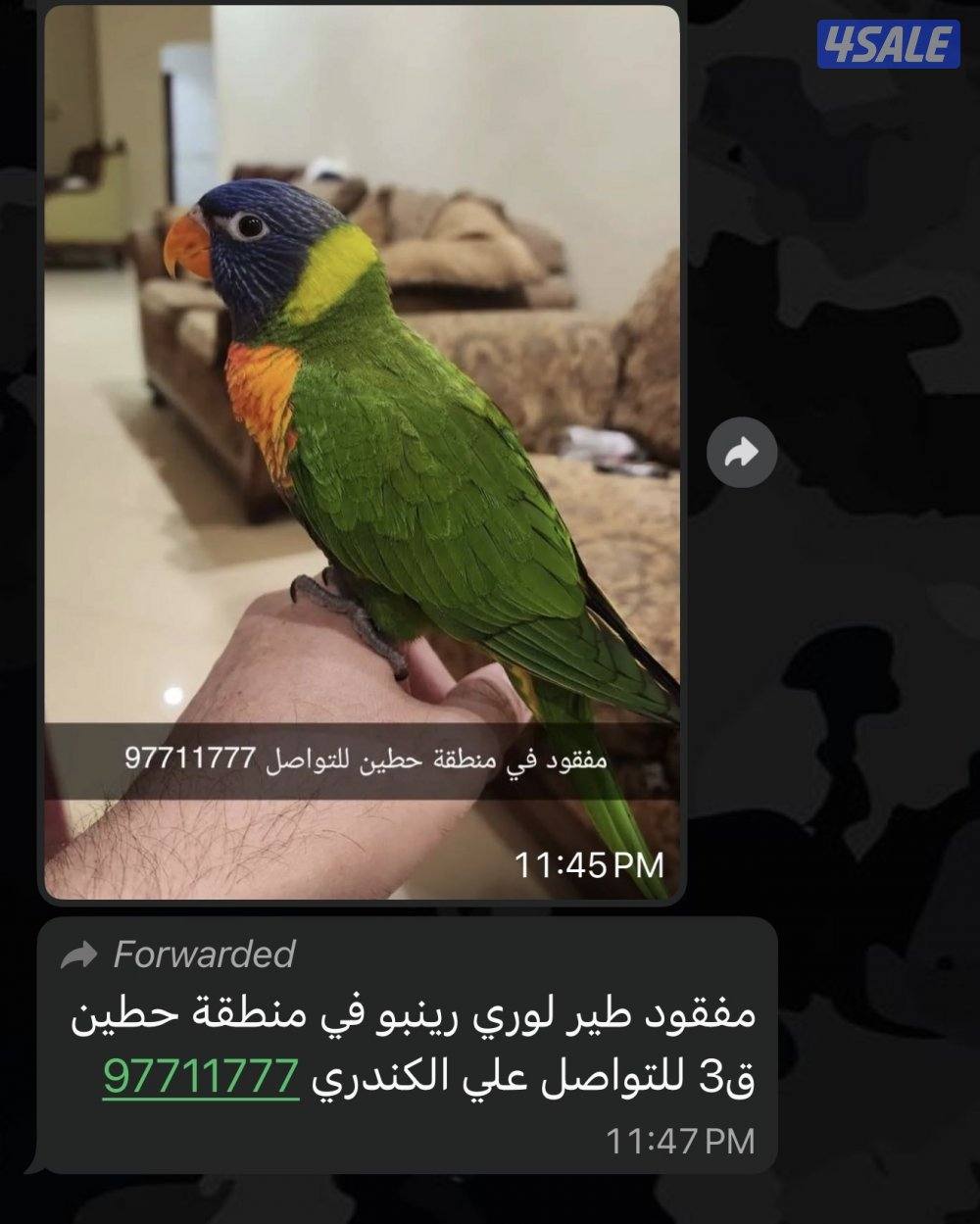 لوري رينبو مفقود0