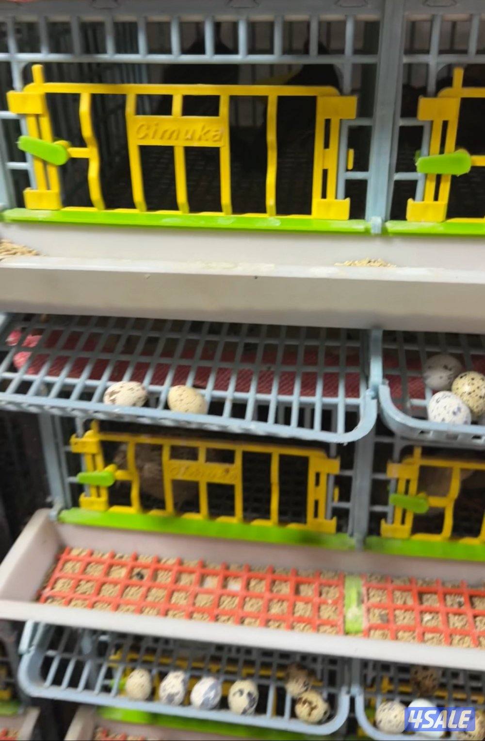 فري ، او سمان1