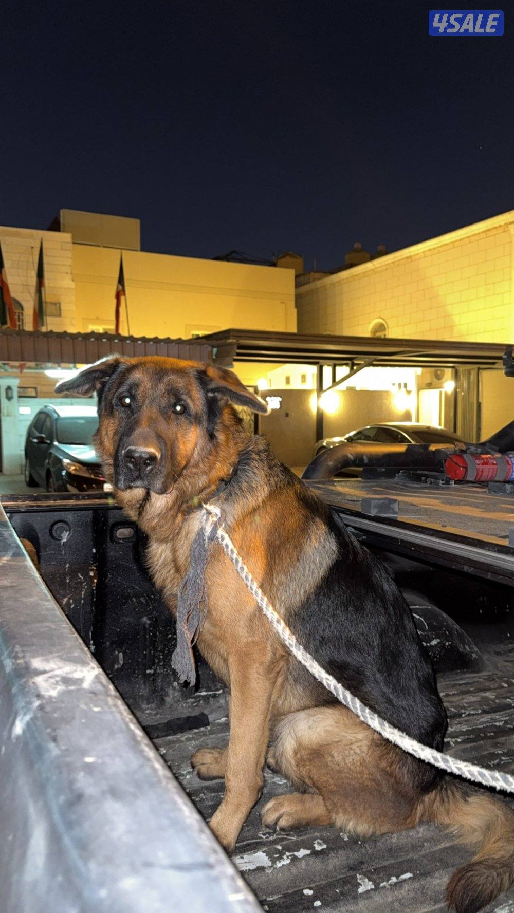 جيرمن شيبرد محترم🌹2