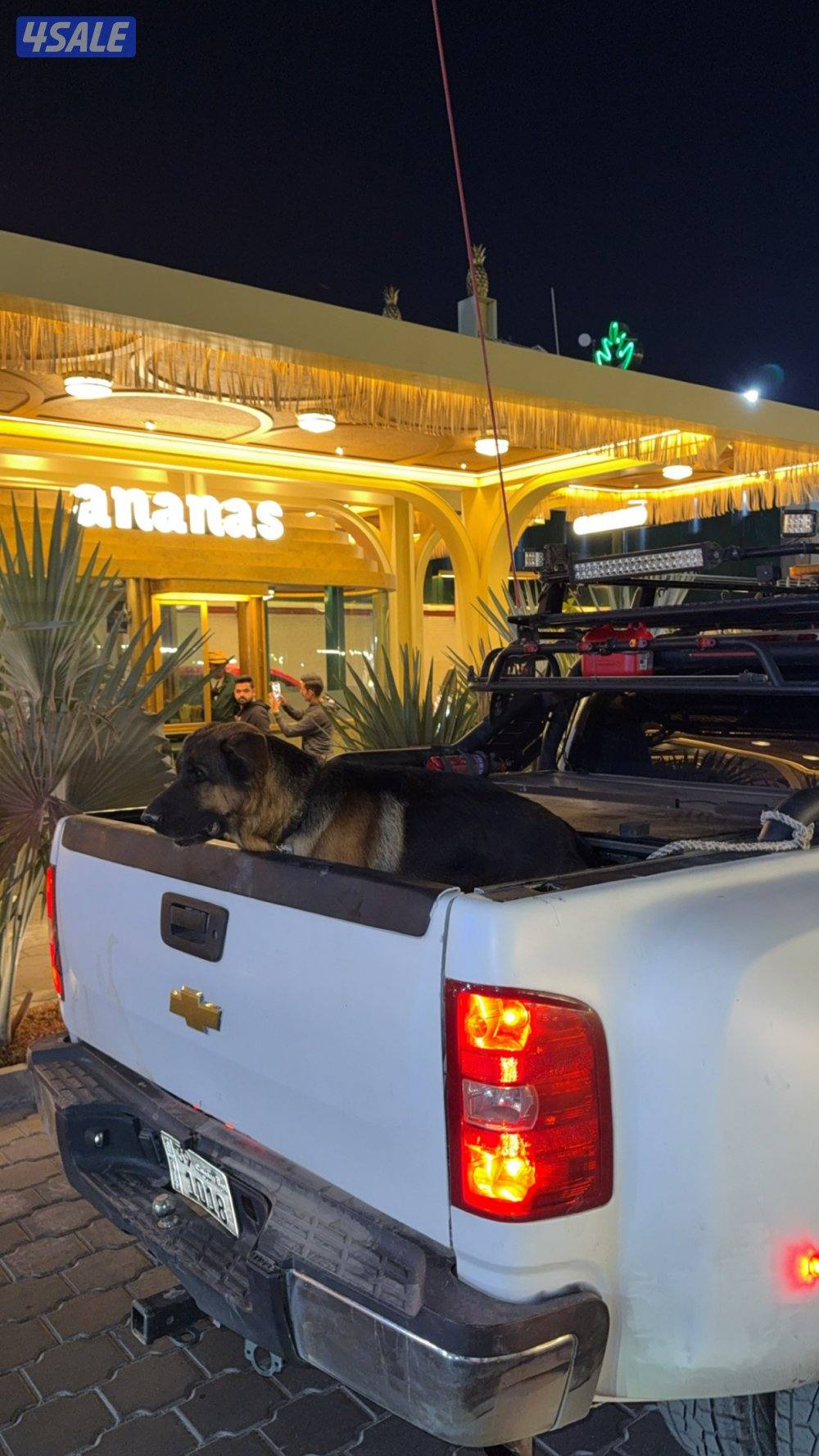 جيرمن شيبرد محترم🌹3