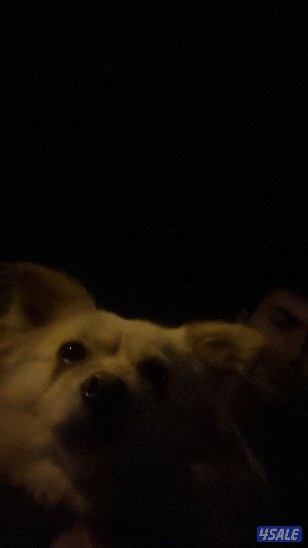 نثيه بومرينيان مطعمه1