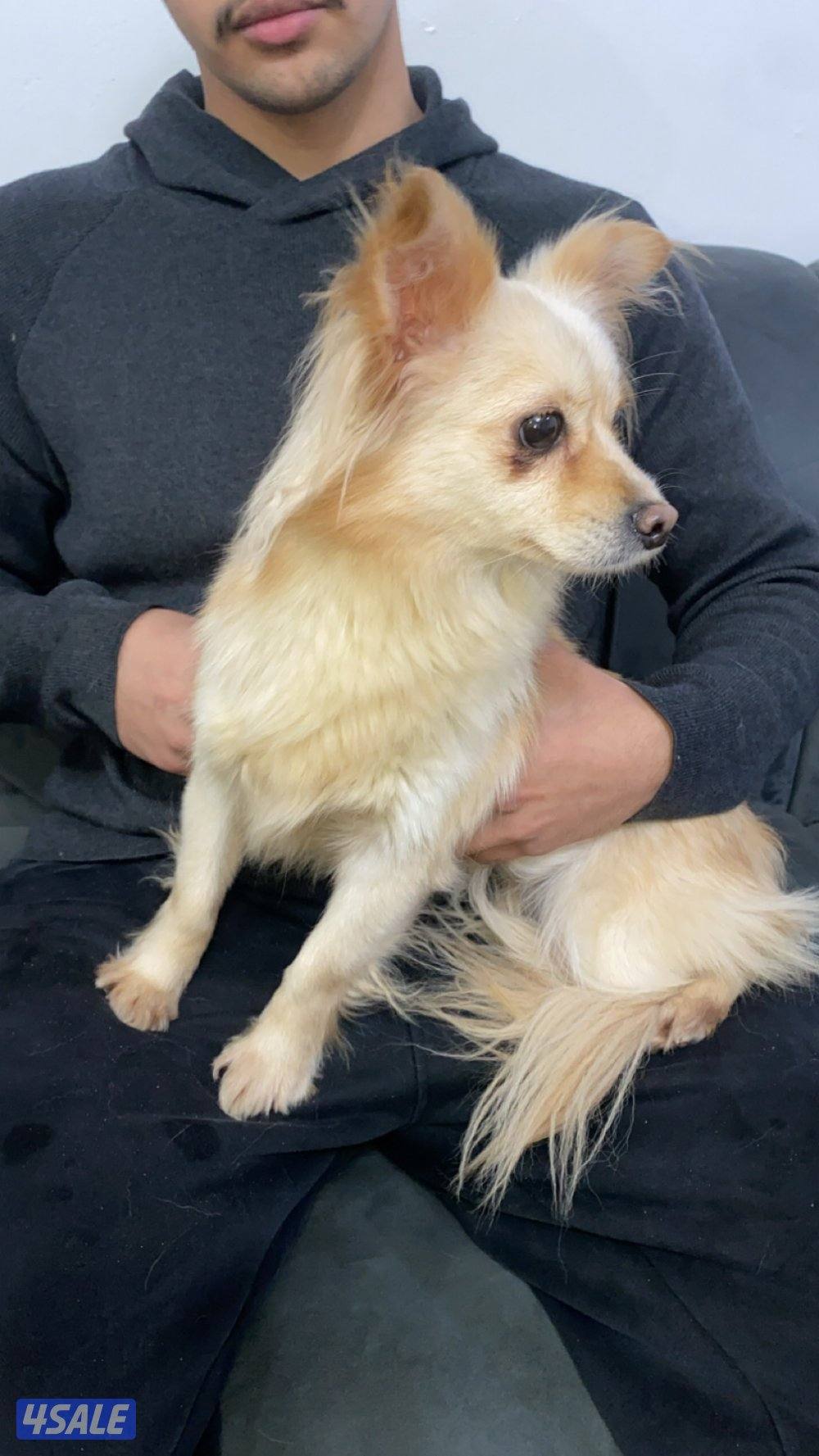 نثيه بومرينيان مطعمه3