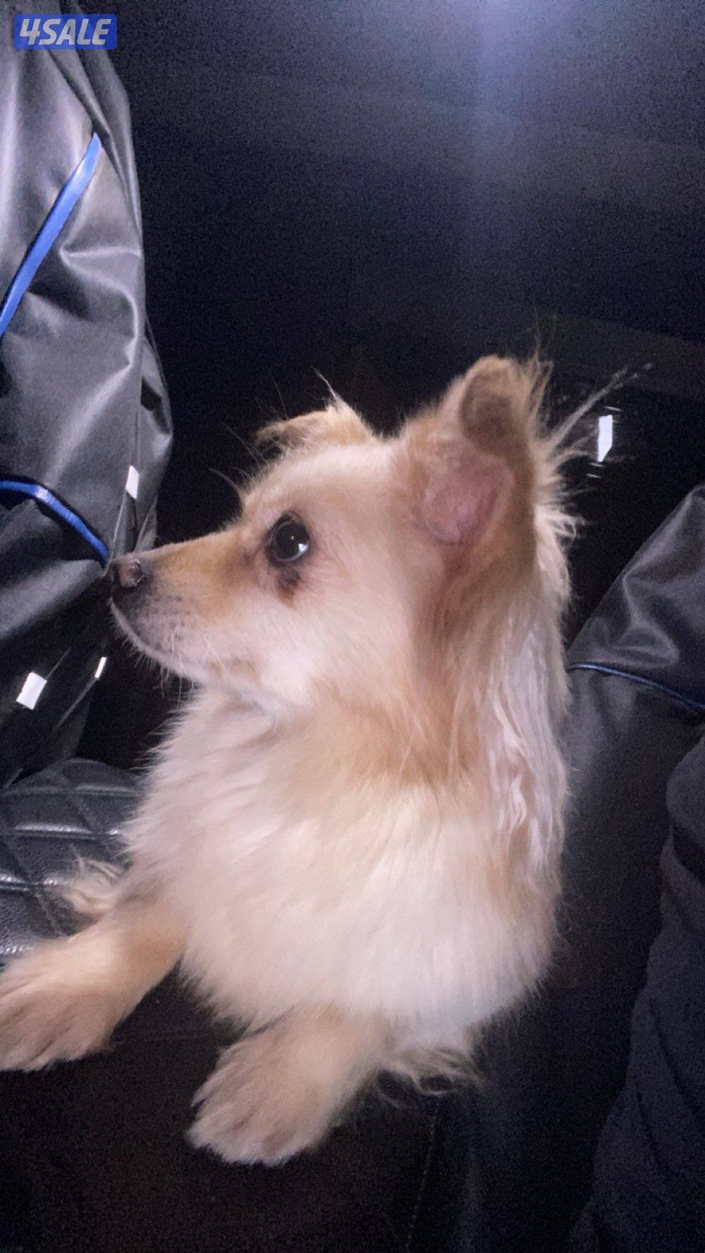 نثيه بومرينيان مطعمه2