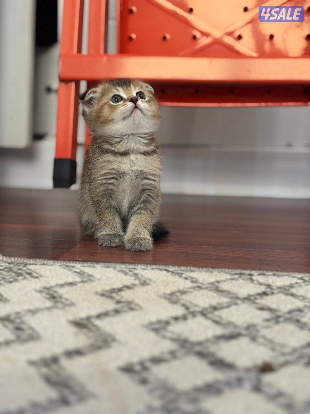 ٤ سكوتش فولد وستريت0