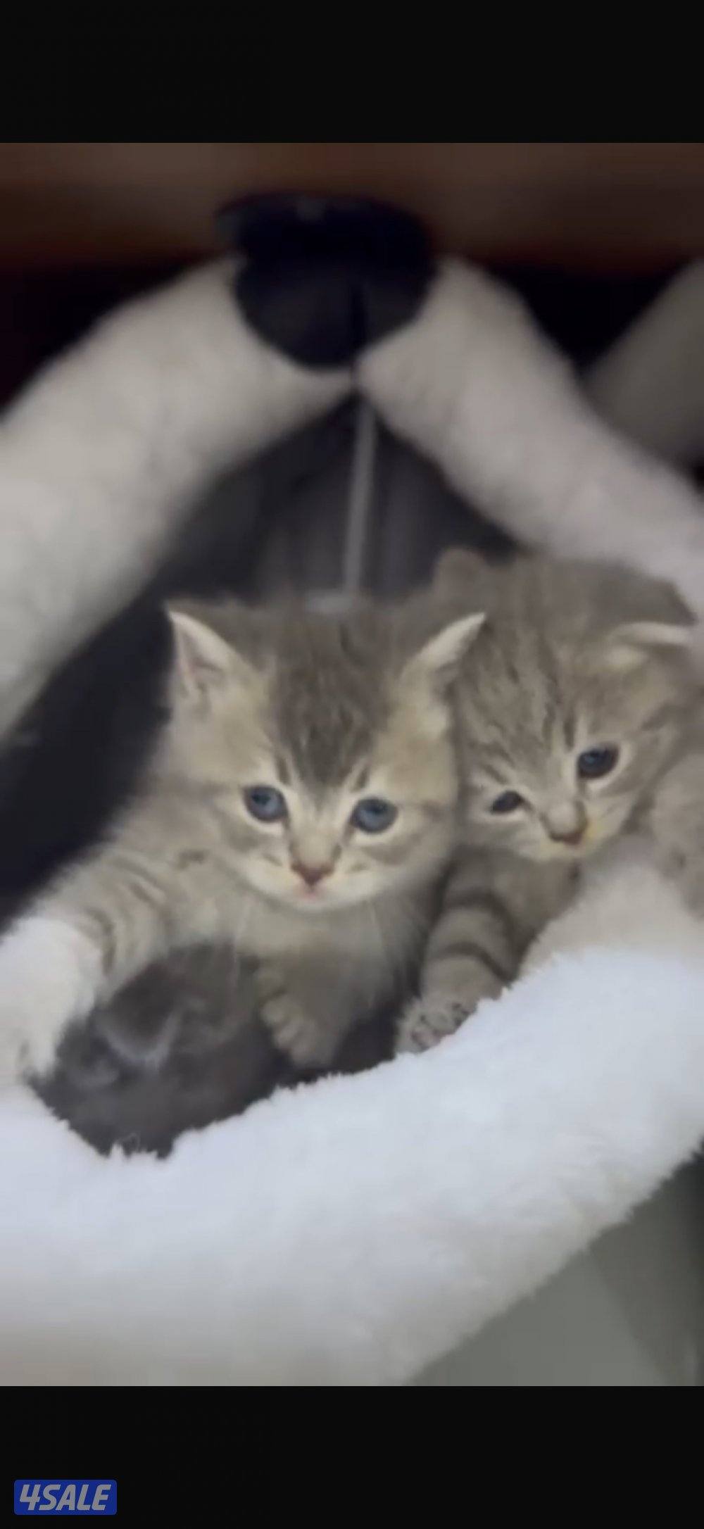 ٤ سكوتش فولد وستريت2