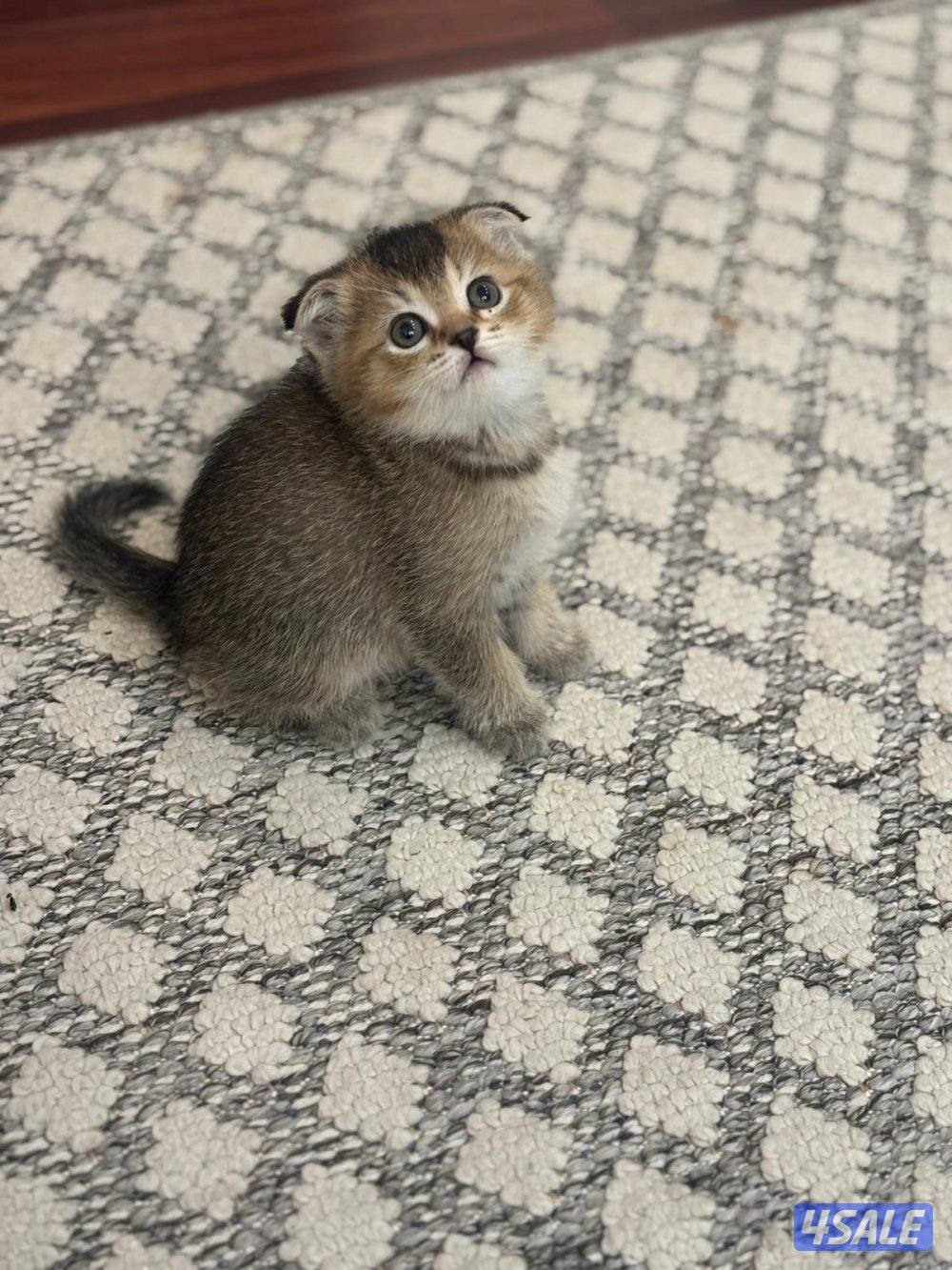 ٤ سكوتش فولد وستريت3