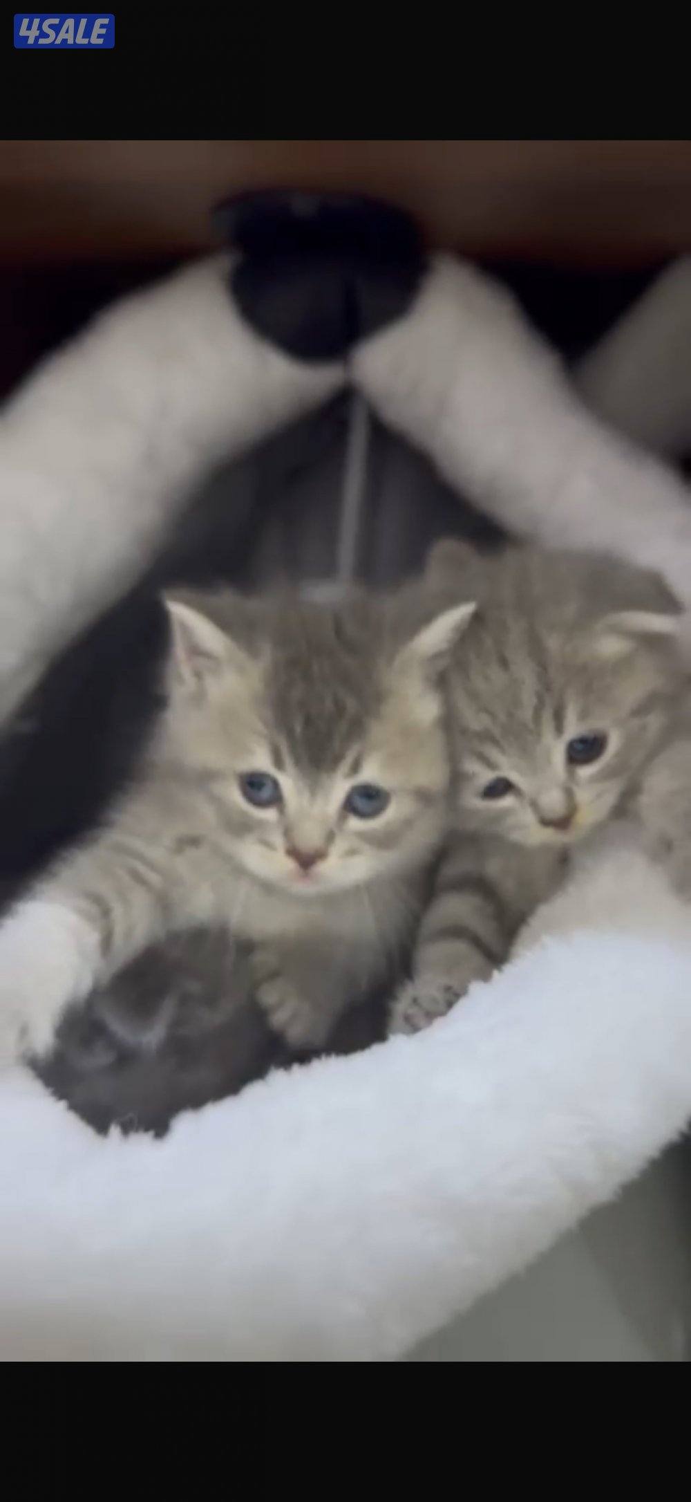 سكوتش فولد2