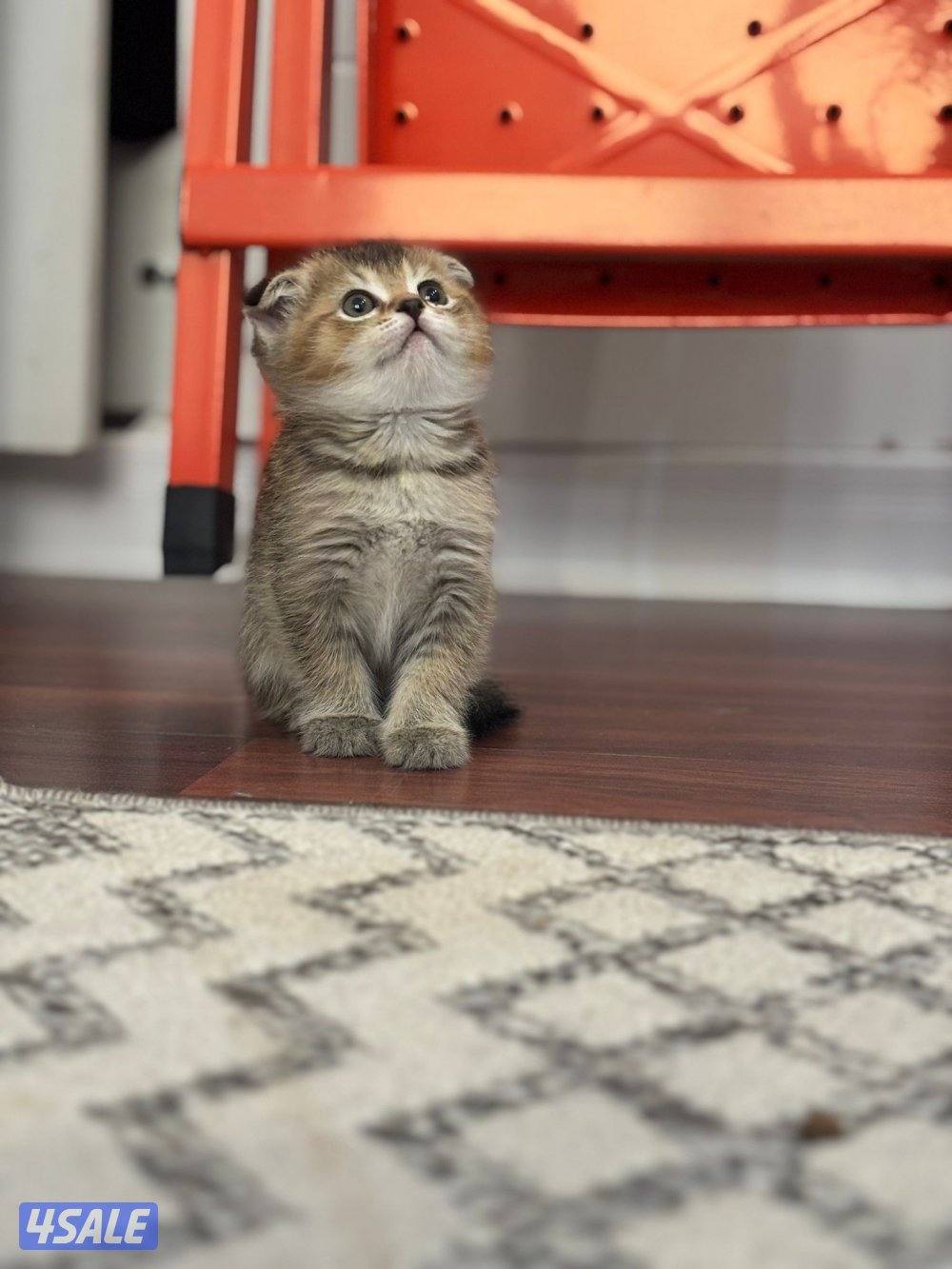 سكوتش فولد1