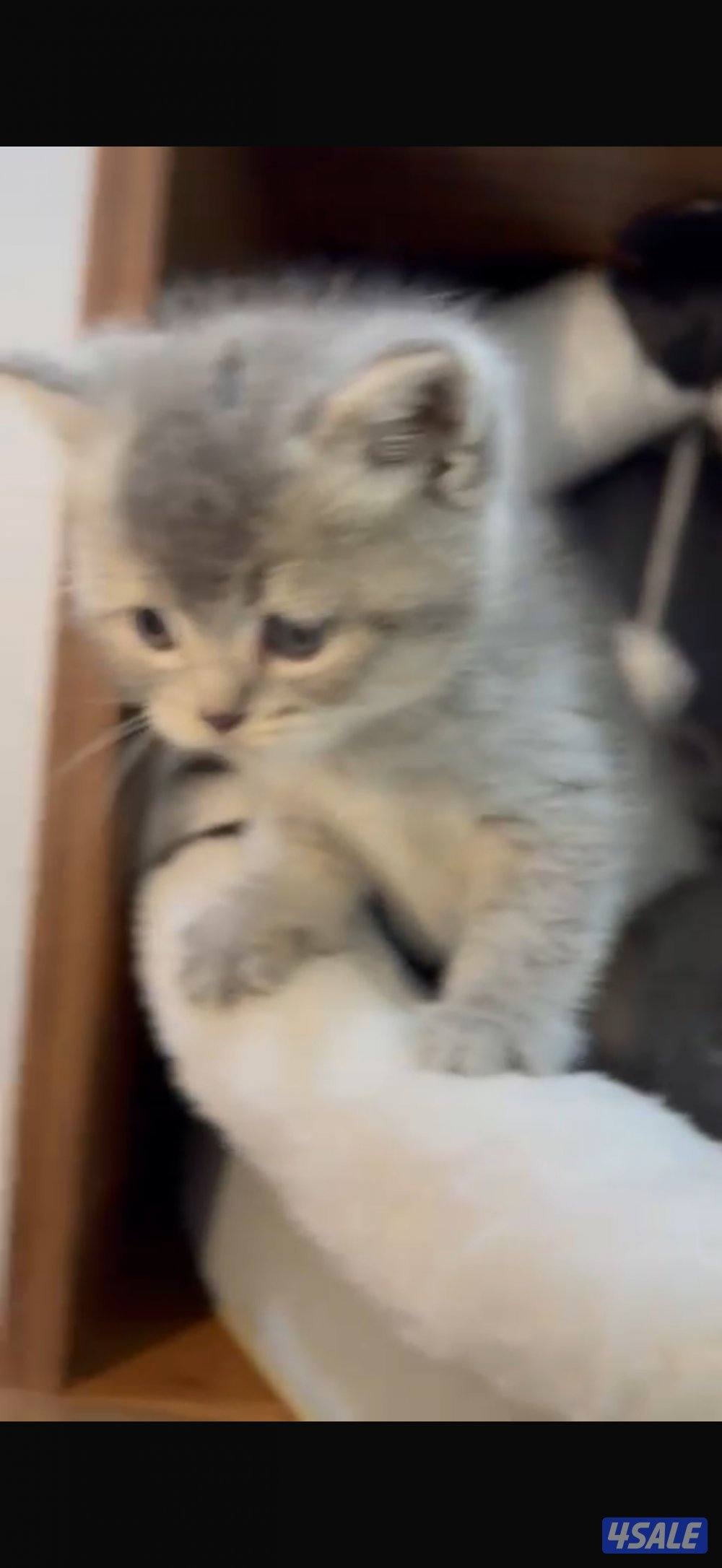 سكوتش فولد3