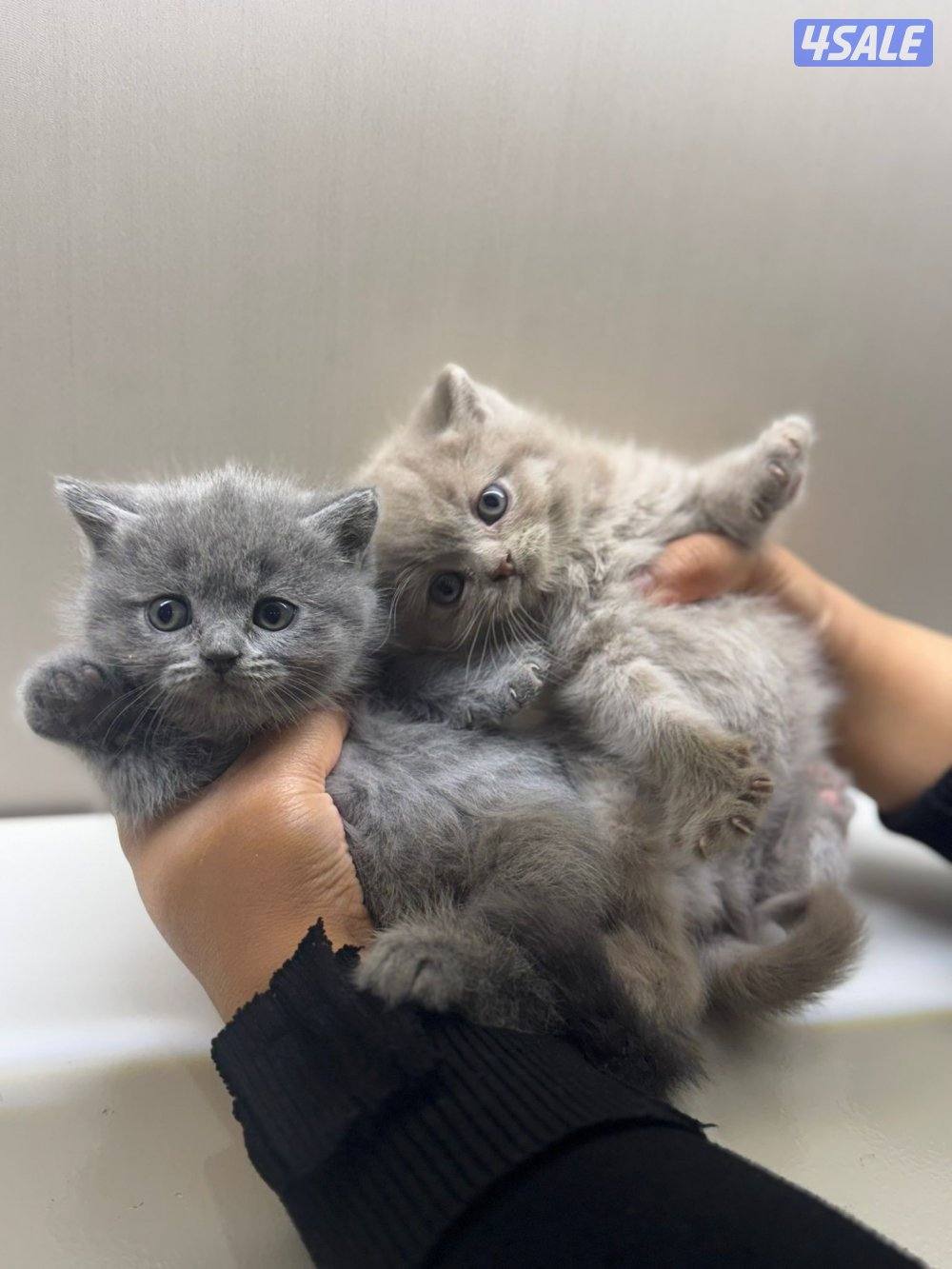 سكوتش فولد1