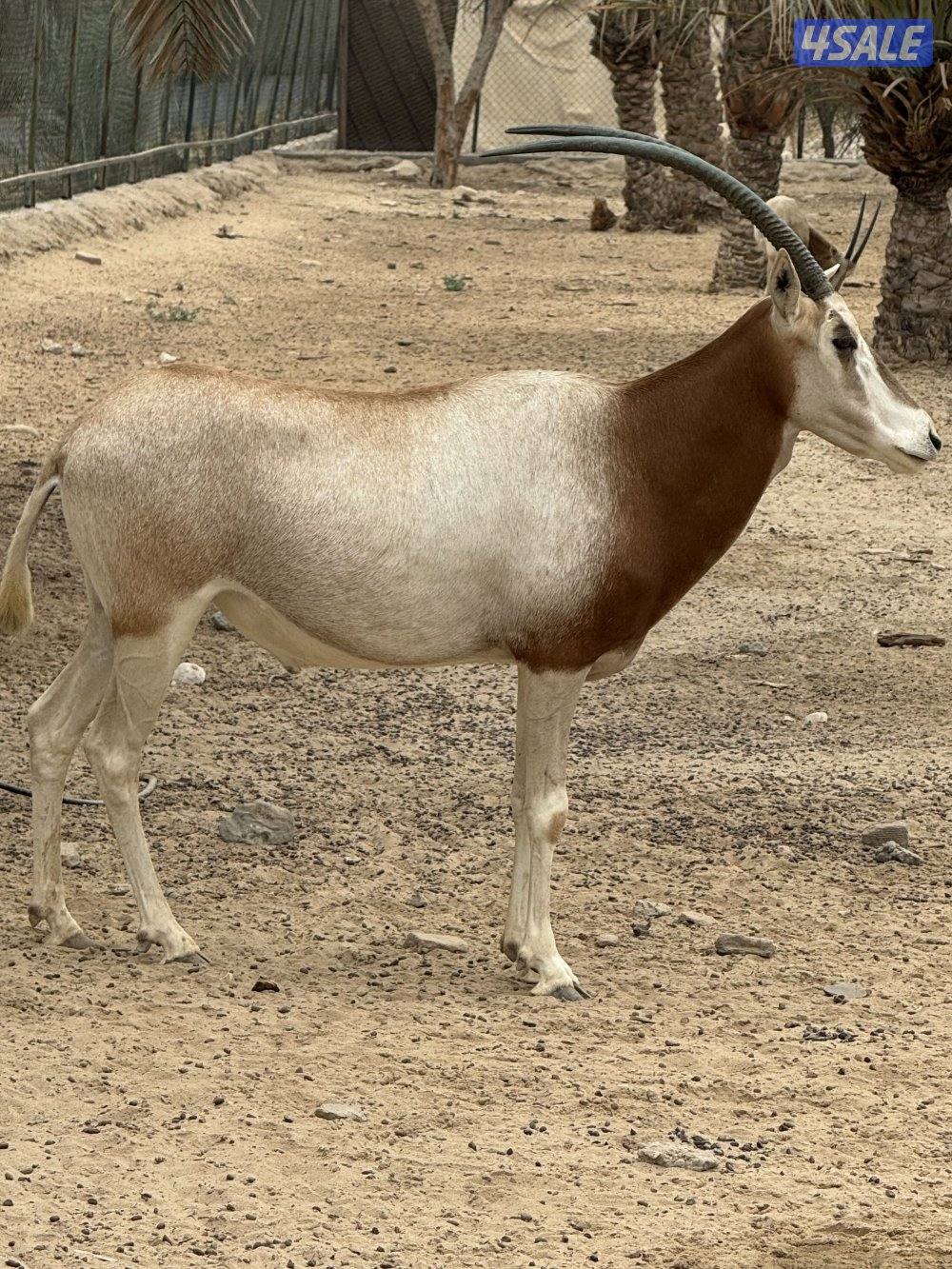 المها الافريقي1