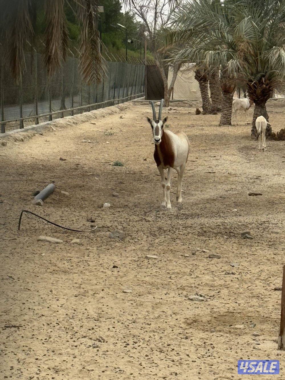 المها الافريقي2