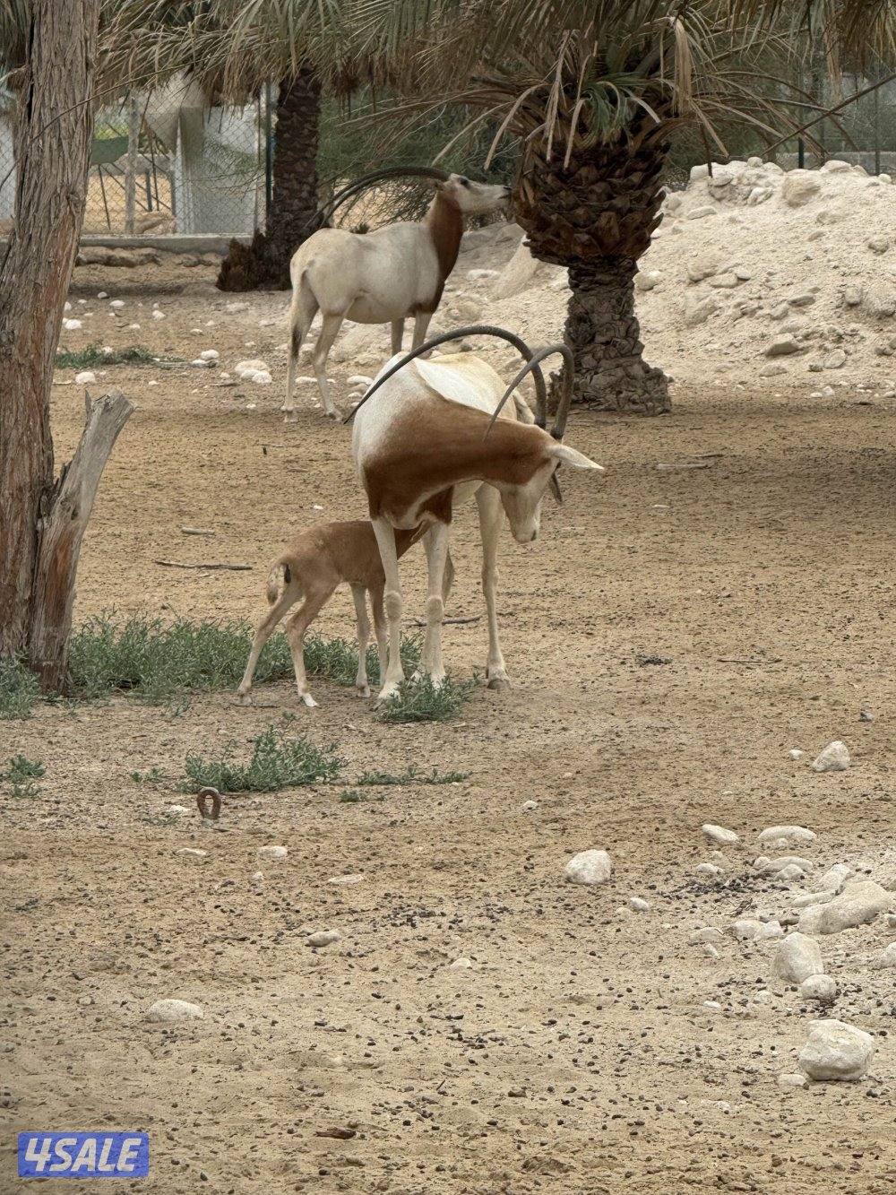 المها الافريقي3