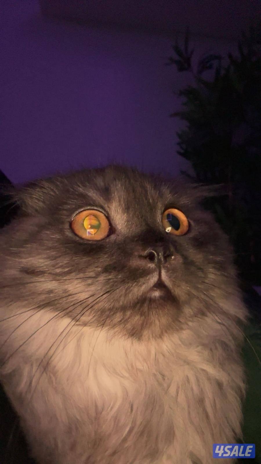 سكوتش فولد0