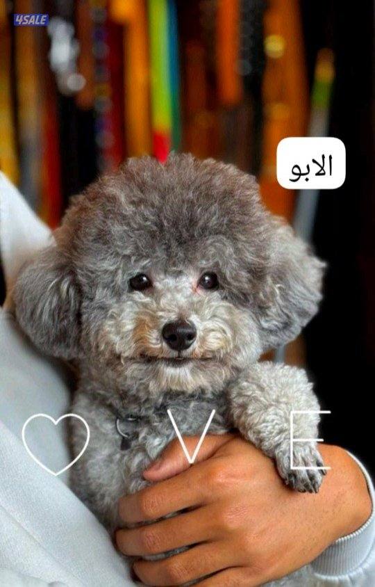 للبيع ذكر بودل1