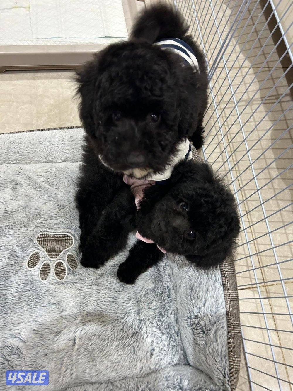 للبيع نثيه وذكر بودل0