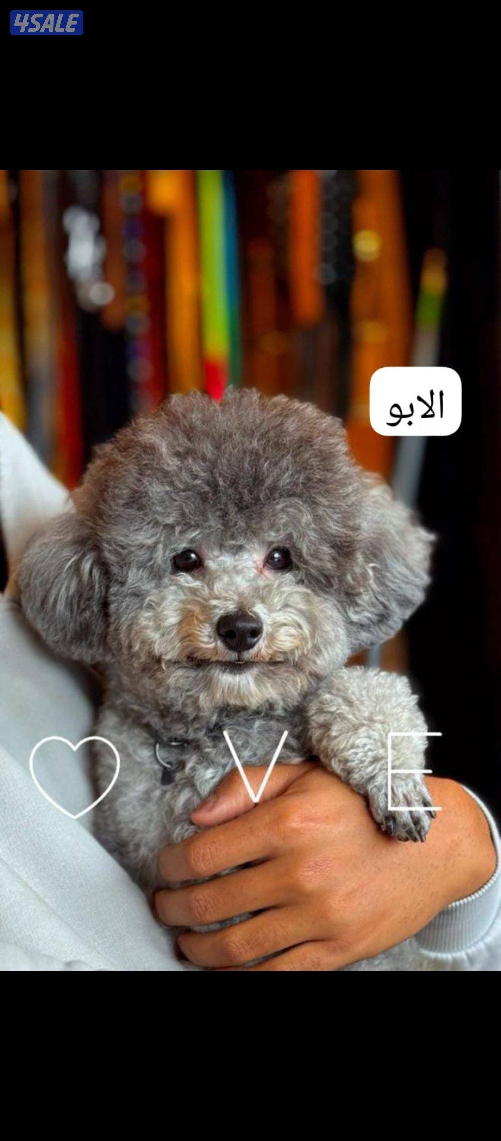 للبيع نثيه وذكر بودل1