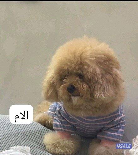 للبيع نثيه وذكر بودل2