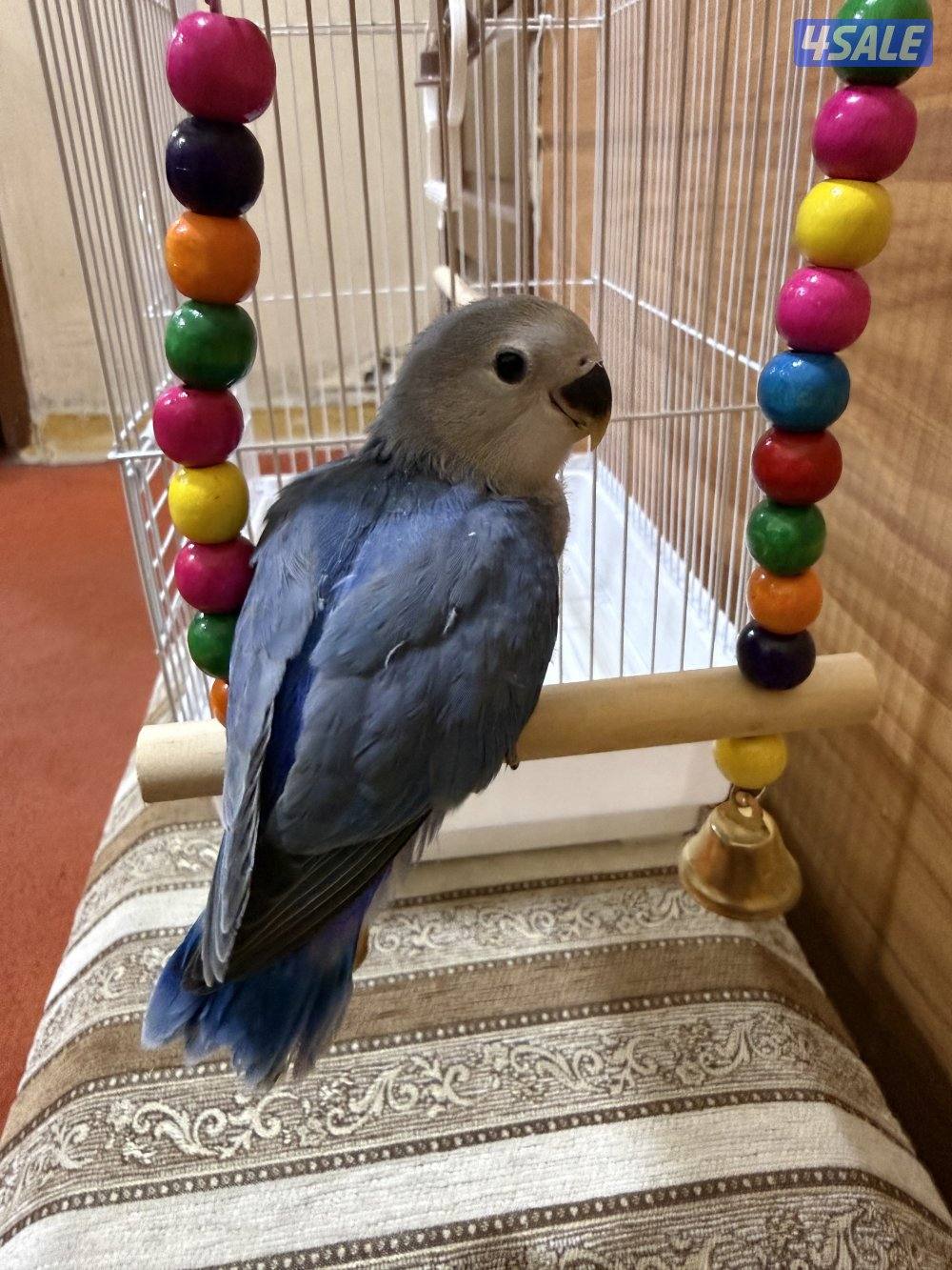 للبيع لوف بيرد ربوه تناديه يجيك يصلح حق الصغار والكبار نهاية عس0