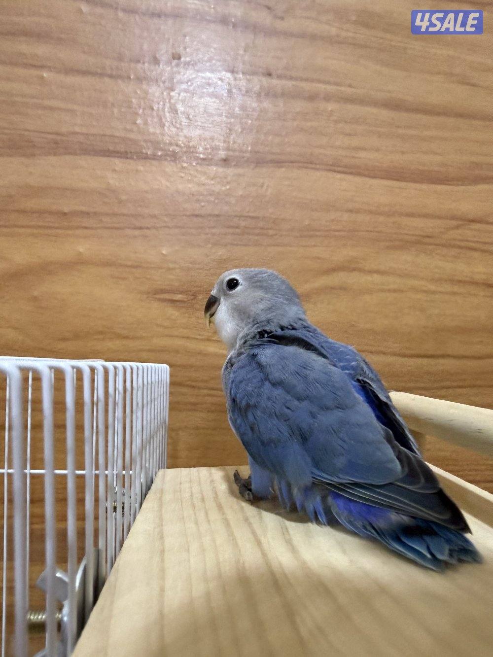 للبيع لوف بيرد ربوه تناديه يجيك يصلح حق الصغار والكبار نهاية عس1