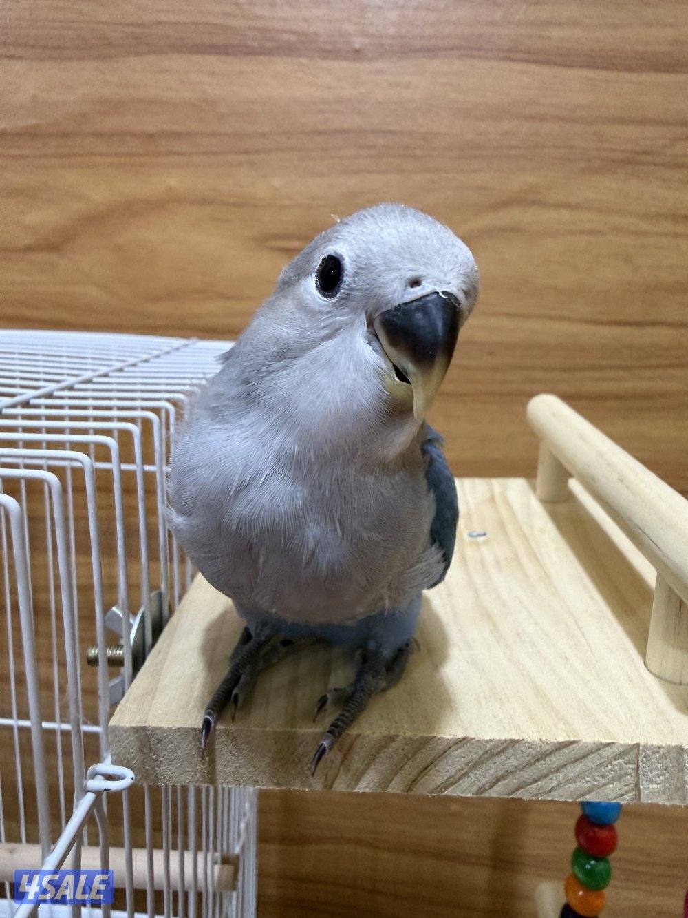 للبيع لوف بيرد ربوه تناديه يجيك يصلح حق الصغار والكبار نهاية عس2