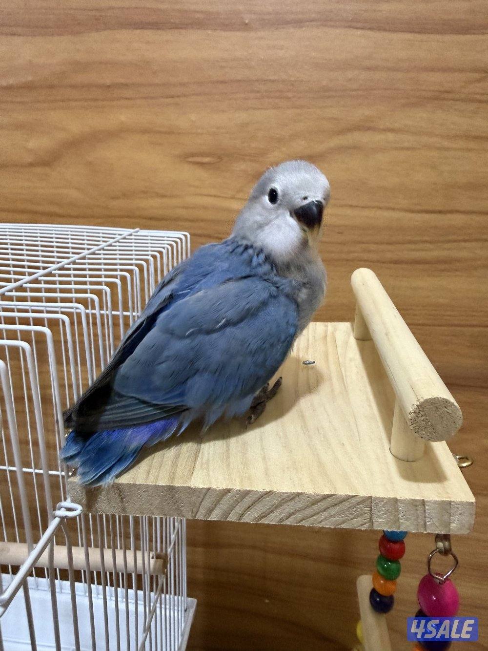 للبيع لوف بيرد ربوه تناديه يجيك يصلح حق الصغار والكبار نهاية عس3