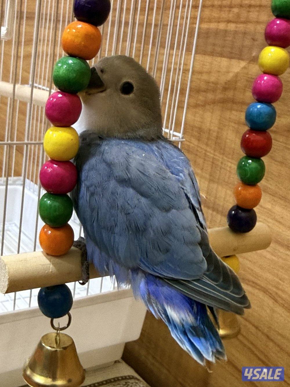 للبيع لوف بيرد ربوه تناديه يجيك يصلح حق الصغار والكبار نهاية عس4