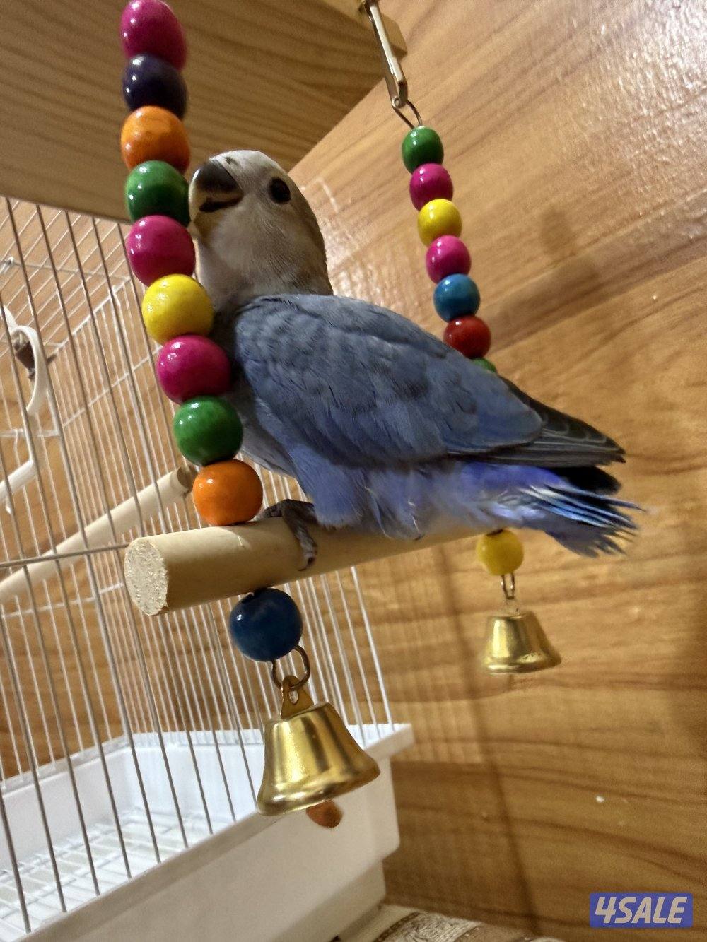 للبيع لوف بيرد ربوه تناديه يجيك يصلح حق الصغار والكبار نهاية عس5