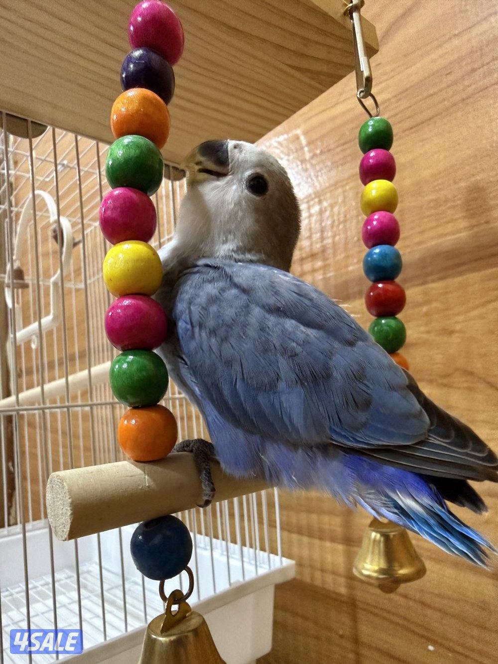 للبيع لوف بيرد ربوه تناديه يجيك يصلح حق الصغار والكبار نهاية عس6